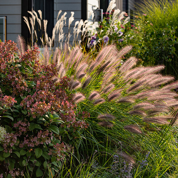 Deer Resistant Perennial Plants