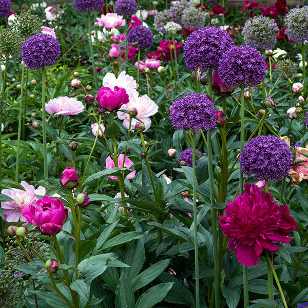 Perennial Plant and Flower Bulbs On Sale