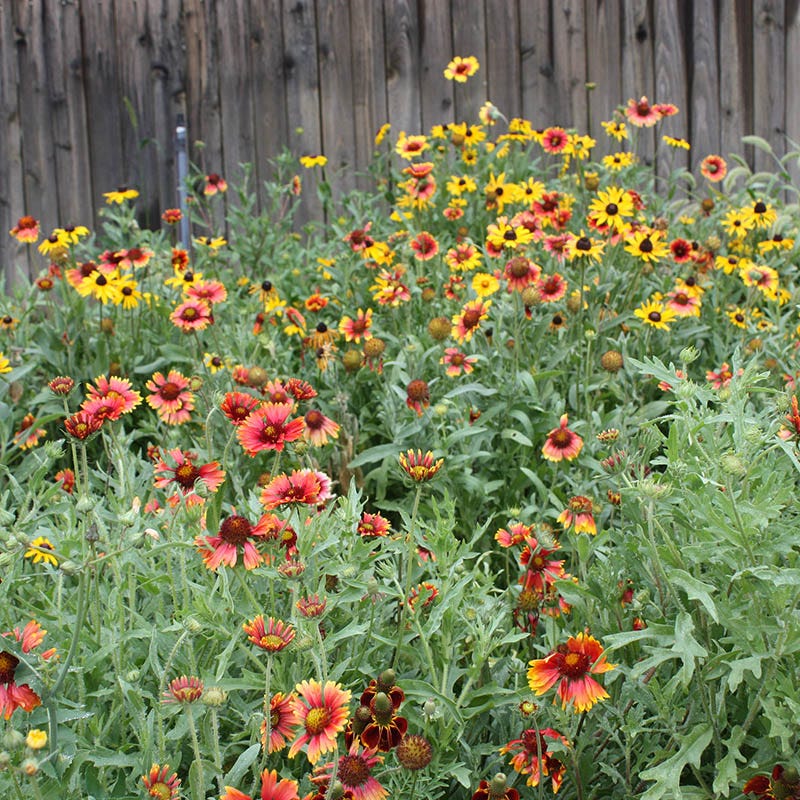 Exclusive Wildflower Seed Mixes