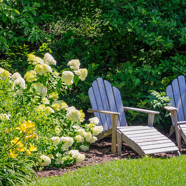 Bestselling Perennial Plants