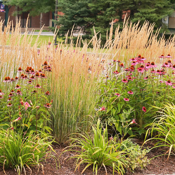 Easy To Grow Wildflower Seeds, Perennial Plants, and Flower Bulbs