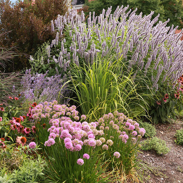 Easy To Grow Perennial Plants