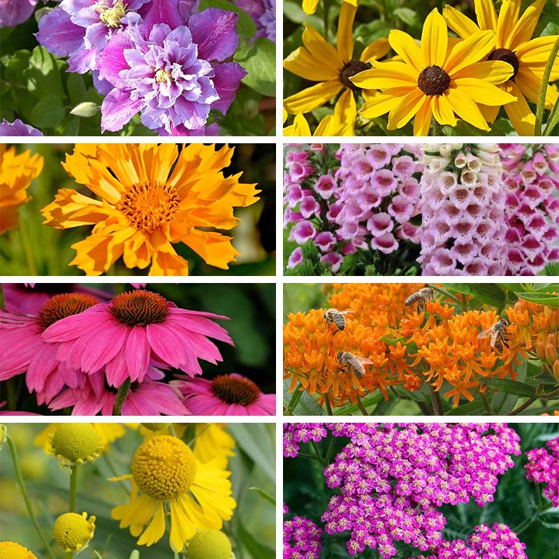 Perennial Plant Collections
