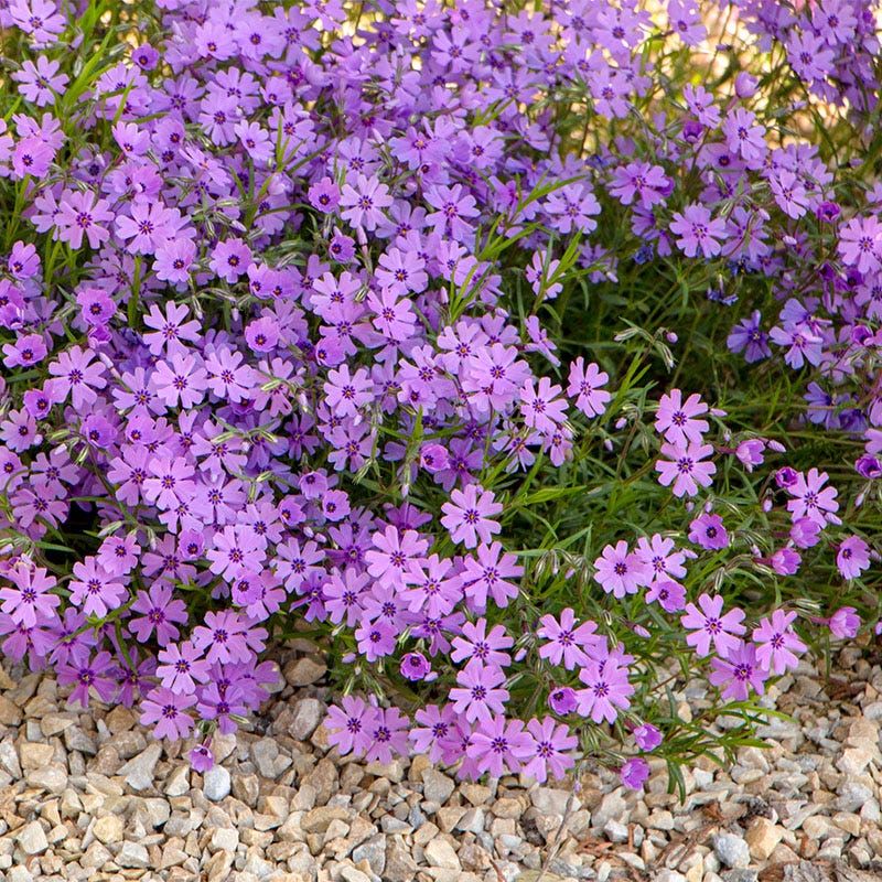 Creeping Phlox Perennial Plants