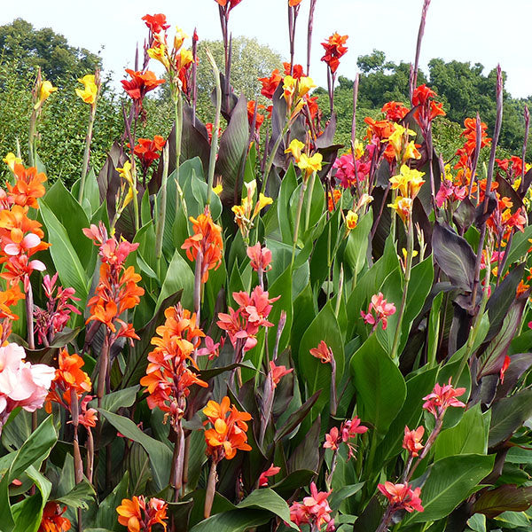 Bulk Spring-Planted Flower Bulbs