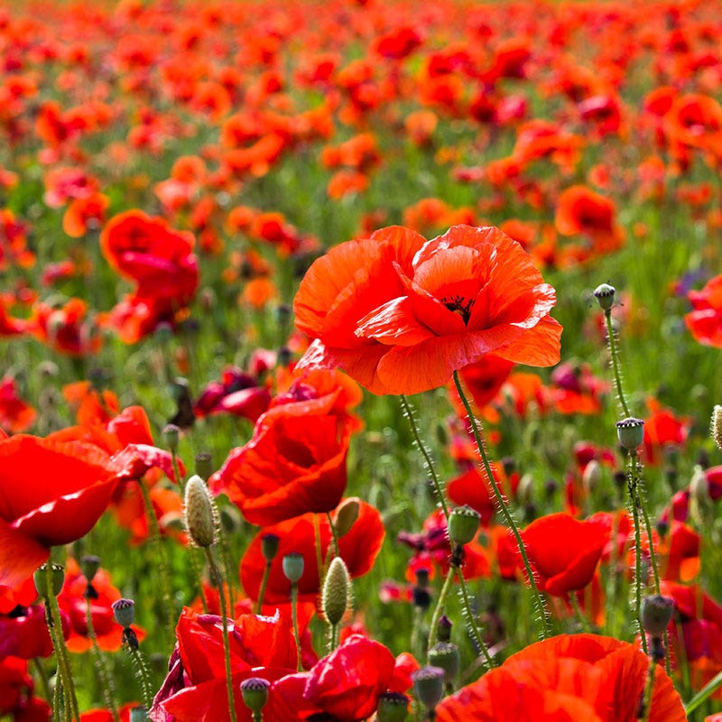 Poppy Wildflower Seeds