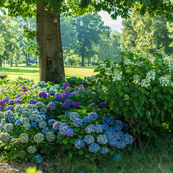 Shade-Loving Perennials | Brighten Low-Light Gardens