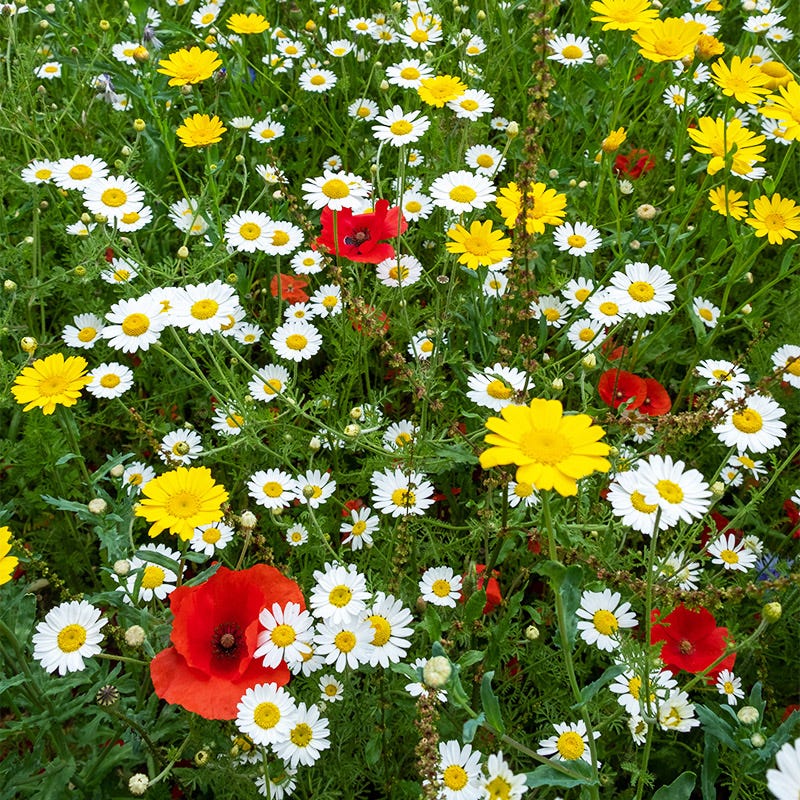 Southeast Wildflower Seeds