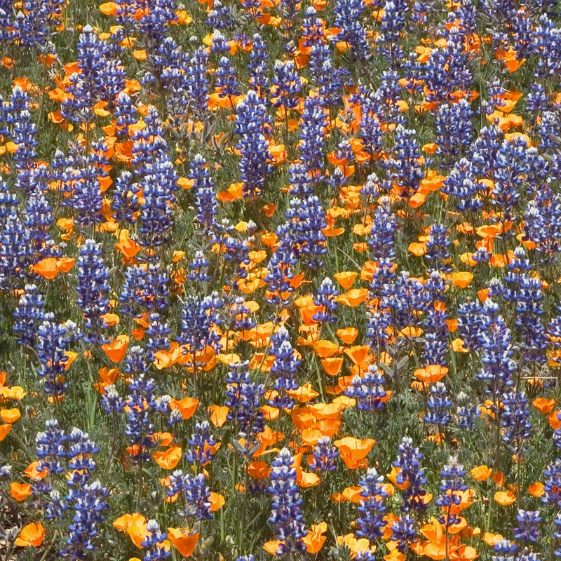 Regional Pollinator Wildflower Seed Mixes