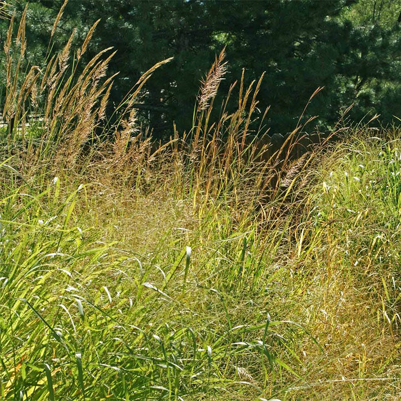 Warm Season Grass Seeds