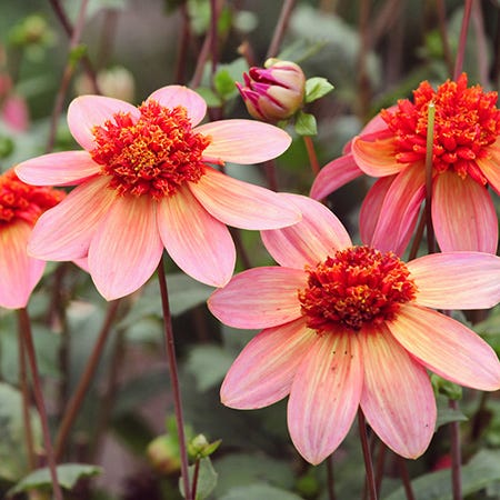 Anemone & Collarette Dahlia Flower Bulbs