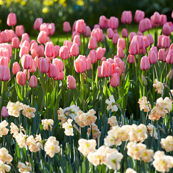 Drought Tolerant Fall-Planted Flower Bulbs
