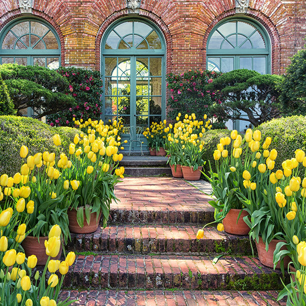 Fall-Planted Flower Bulbs For Containers