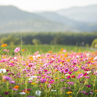 Wildflower Seeds On Sale