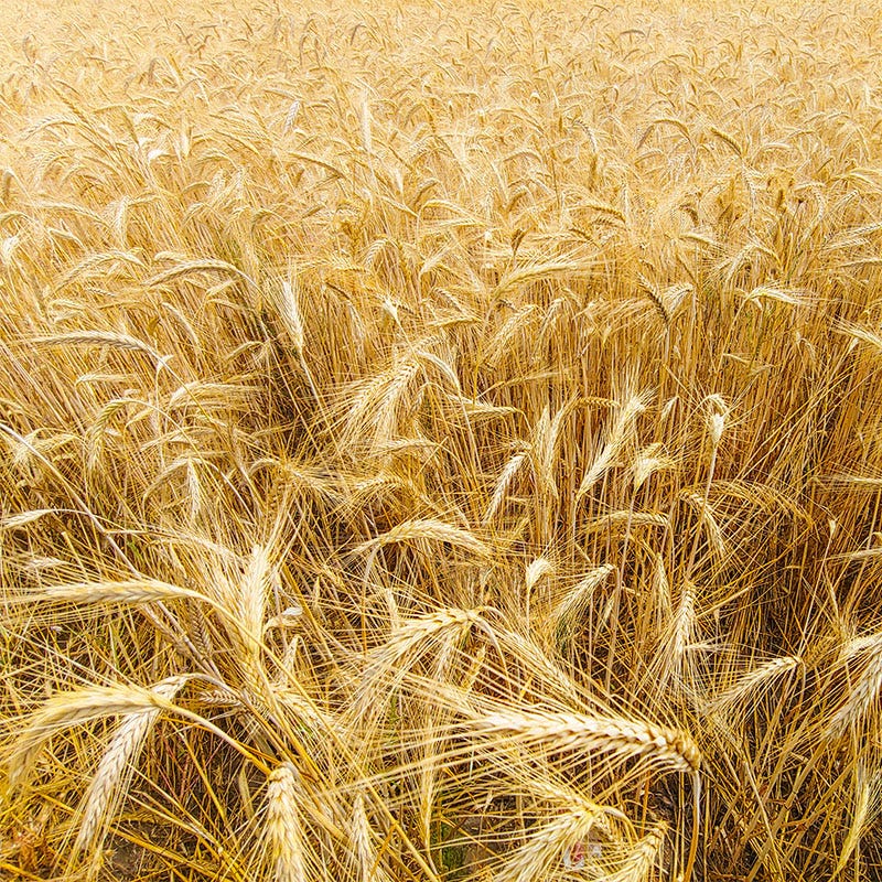 Rye Grass Seeds