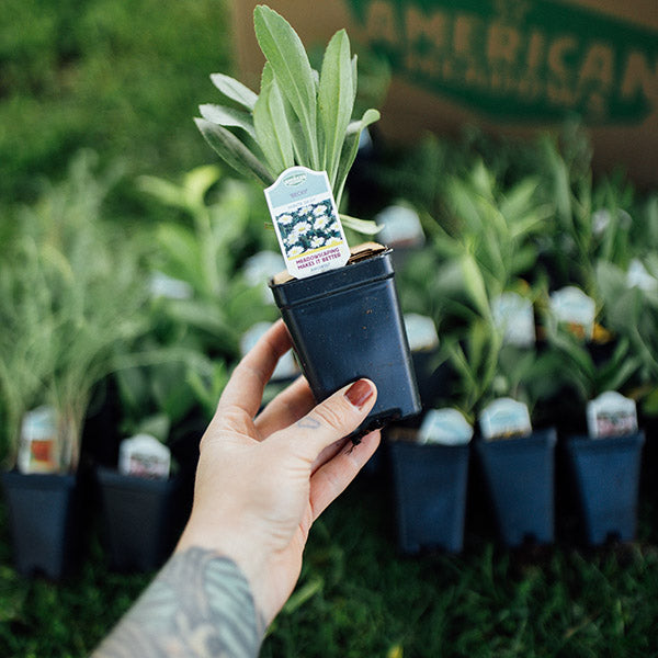 Pre-Planned Perennial Garden Kits & Plant Collections