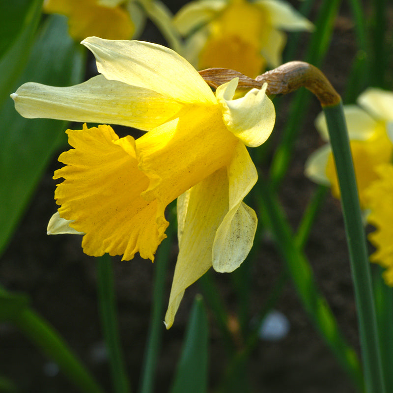 Wild Spanish Daffodil, Narcissus hispanicus lobularis