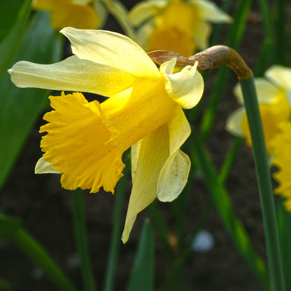 Wild Spanish Daffodil, Narcissus hispanicus lobularis