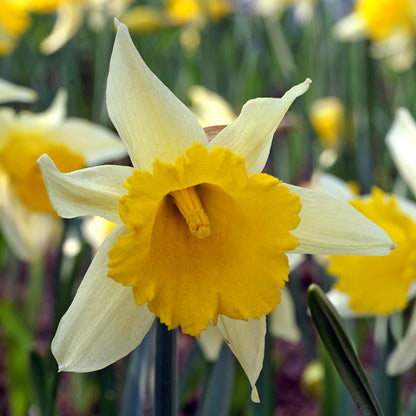 Wild Spanish Daffodil, Narcissus hispanicus lobularis