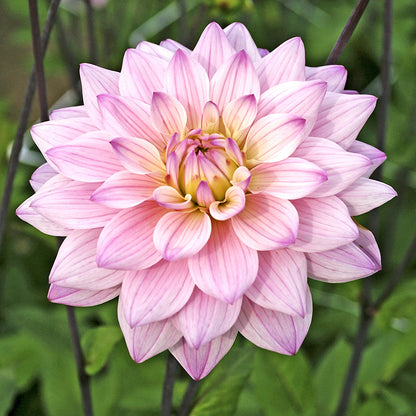 Karma Prospero Decorative Dahlia