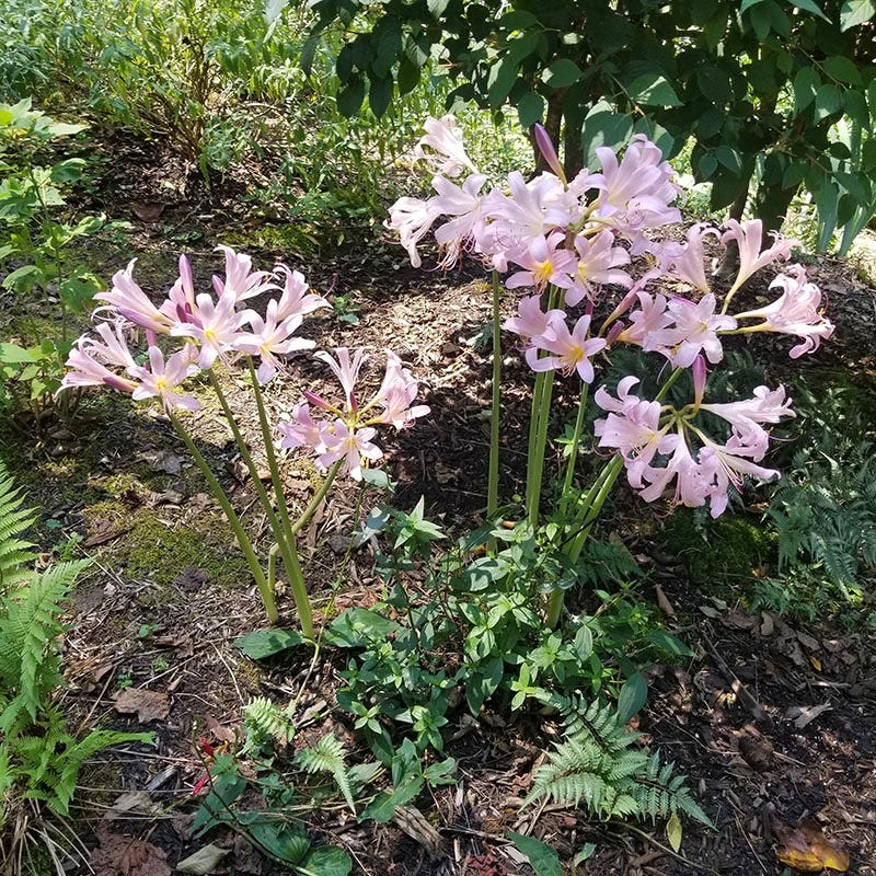 Pink Surprise Lily (Lycoris)