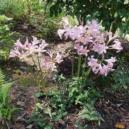 Pink Surprise Lily (Lycoris)