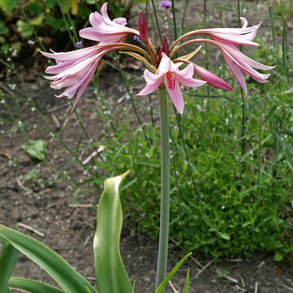 Powell's Crinum Lily