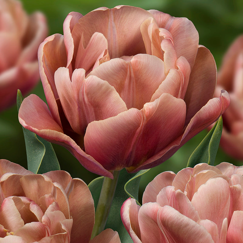 La Belle Epoque Double Early Tulip