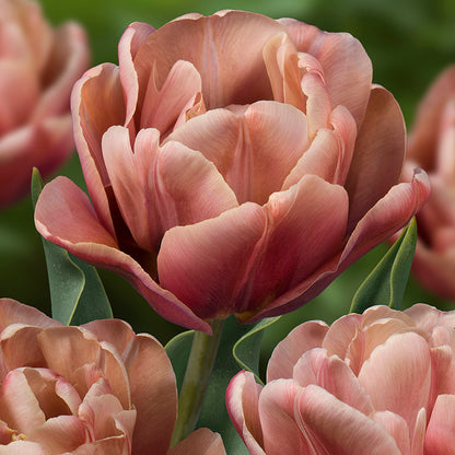 La Belle Epoque Double Early Tulip