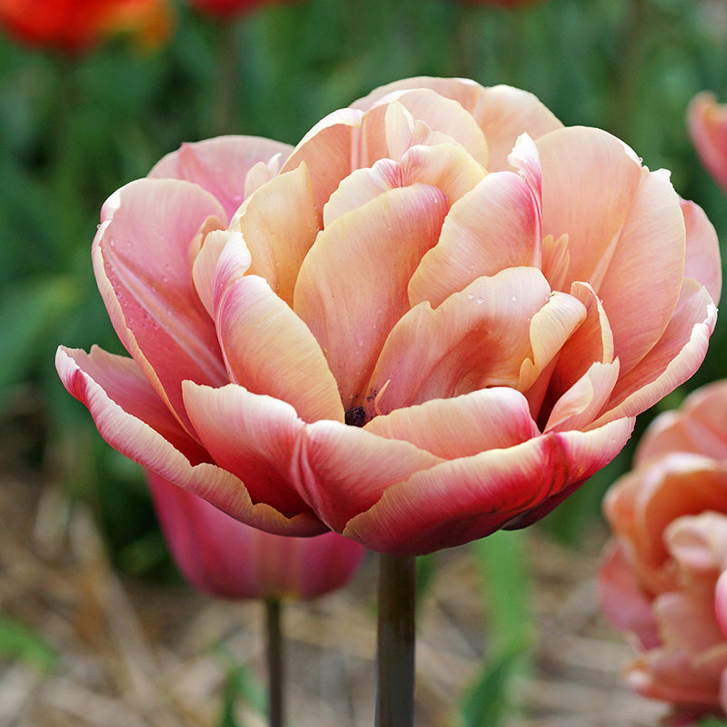 La Belle Epoque Double Early Tulip