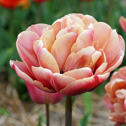 La Belle Epoque Double Early Tulip