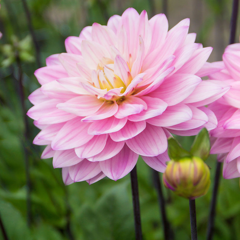 Karma Prospero Decorative Dahlia