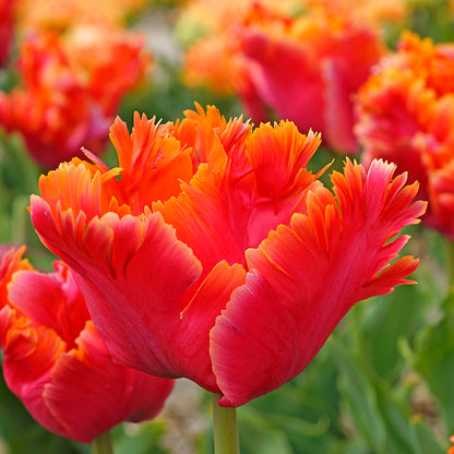 Amazing Parrot Tulip