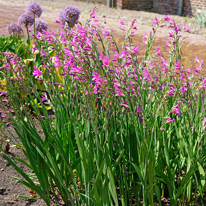 Byzantine Gladiolus