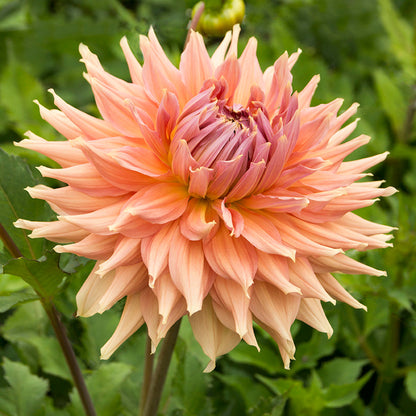 Fairway Spur Dinner Plate Dahlia