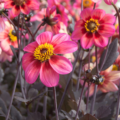 Dahlegria Tricolore Single Dahlia