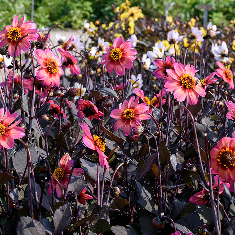 Dahlegria Tricolore Single Dahlia