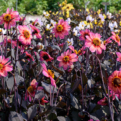 Dahlegria Tricolore Single Dahlia