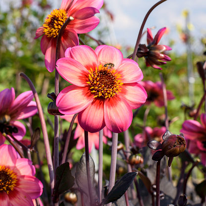 Dahlegria Tricolore Single Dahlia