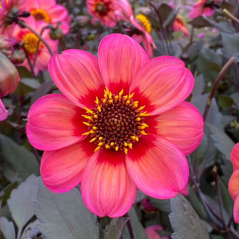 Dahlegria Tricolore Single Dahlia