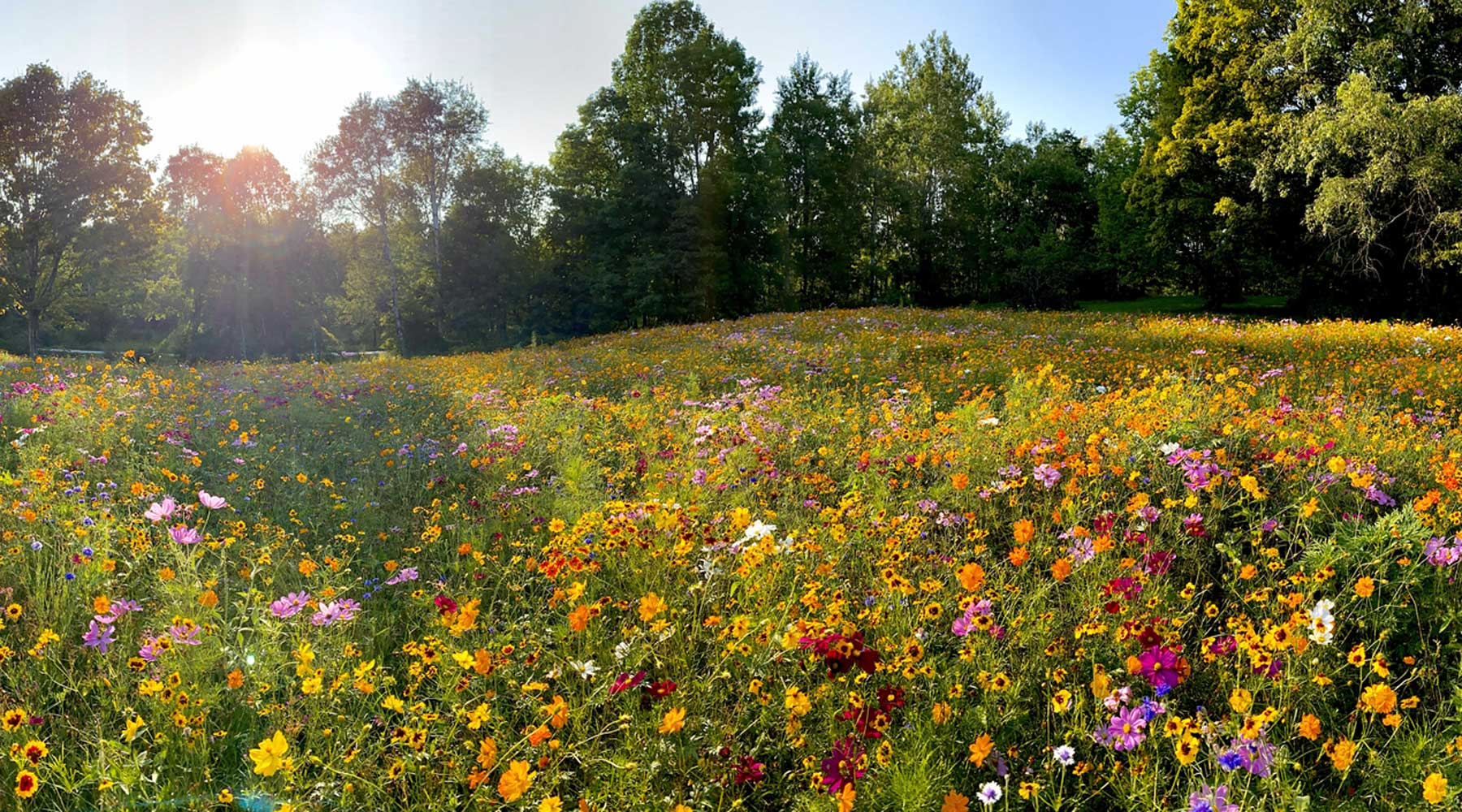 Transform Your Yard To A Pollinator Paradise | American Meadows