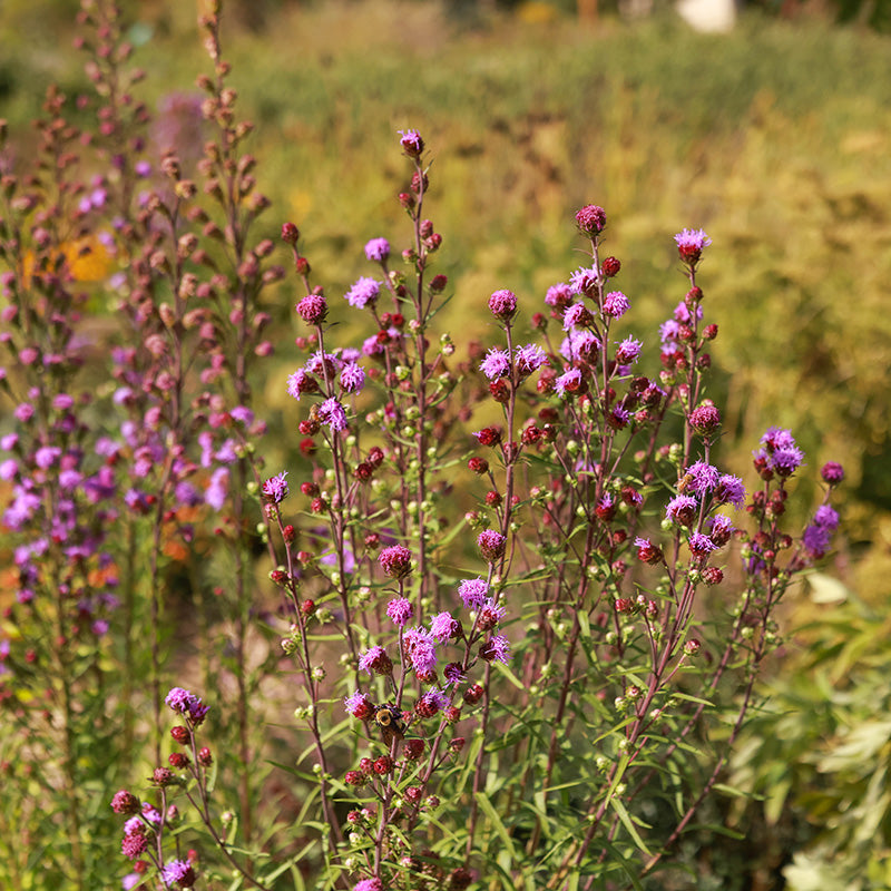 Meadow Blazing Star