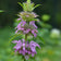 Lemon Mint Seeds|Purple and White Lemon Mint Seeds, Monarda citriodora, Lemon Mint
Photo Courtesy of Mt. Cuba Center