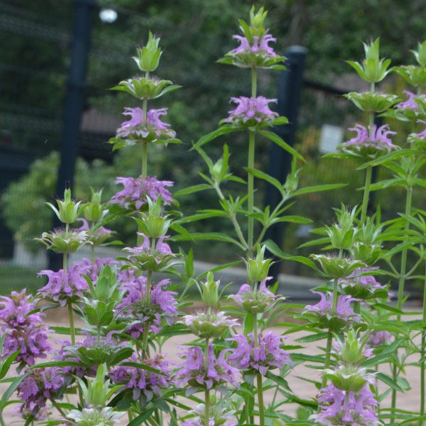 planting lemon mint seeds Lemon Mint Seeds | Purple/White