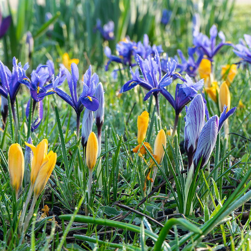Oh Deer Naturalizing Bulb Collection