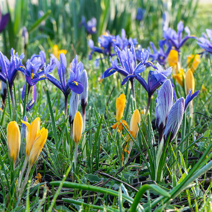 Oh Deer Naturalizing Bulb Collection
