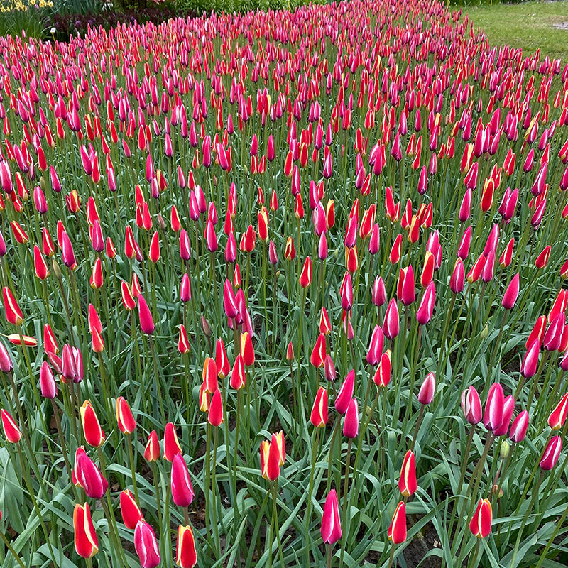 Lady Tulip Mix