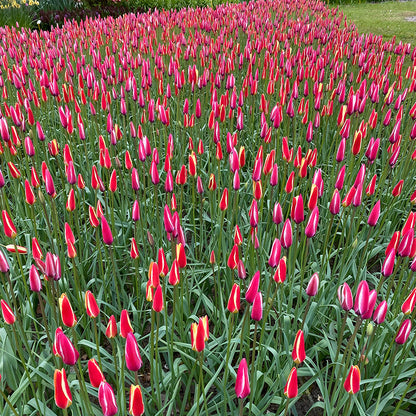 Lady Tulip Mix
