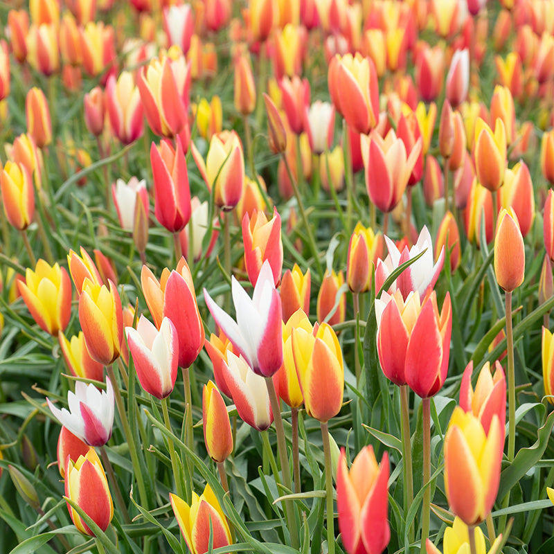 Lady Tulip Mix, Tulipa clusiana