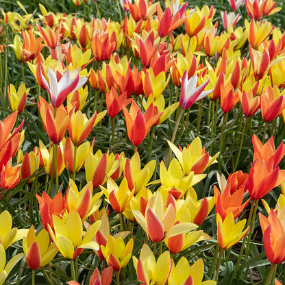 Lady Tulip Mix, Tulipa clusiana